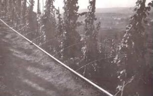 Foto Bewässerung im Weinberg