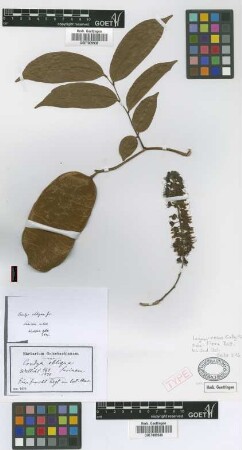 Crudia obliqua Griseb.