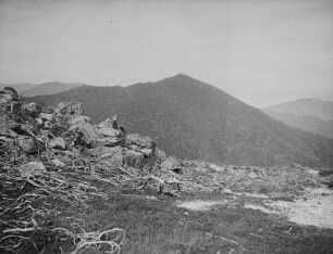 Suzuyayama (heute Pik Chekhova) : Vegetation der Gipfelzone (Zwergkiefer und Alpenflora)