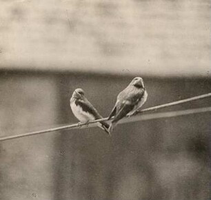 Rauchschwalbe (Hirundo rustica). Ausgeflogene Jungvögel