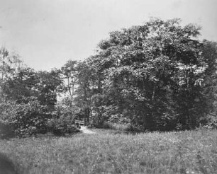 Im Wachwitzer Weinberg : Im Wachwitzer Weinberg (Königlicher Weinberg Wachwitz). Fotografie (um 1875/1880; A. Kotzsch). Dresden-Wachwitz: Privatbesitz