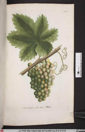 Vitis [Wein].