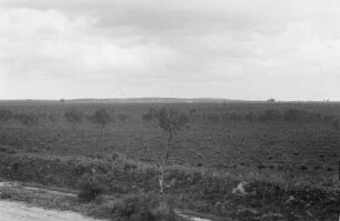 Plantage : Blick über eine Plantage
