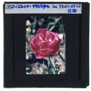 Pflanze: Tulpe