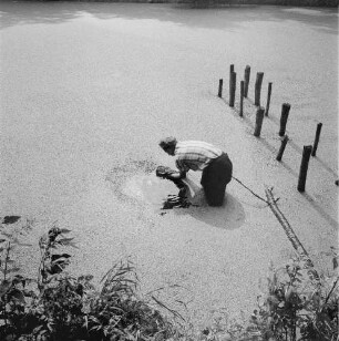 Binsen und Wasserlinsen. Mann in einem mit Wasserlinsen bedeckten Gewässer