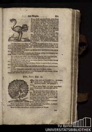Cap. 23. Pfau, Pavo.