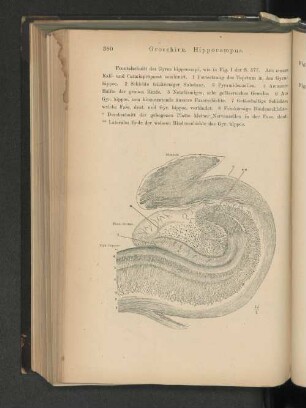 Grosshirn. Hippocampus.