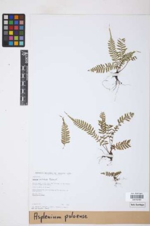 Asplenium poloense Rosenst.