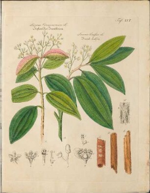 Taf. XVI. Laurus Cassia L. / Laurus Cinnamomum L.