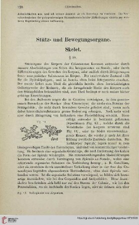 Stütz- und Bewegungsorgane