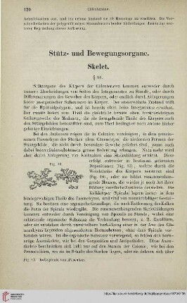 Stütz- und Bewegungsorgane