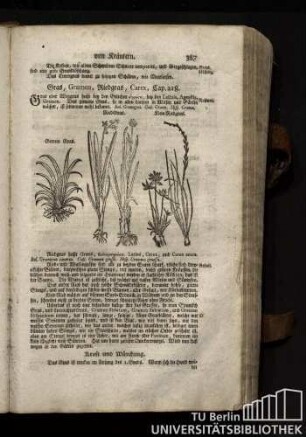 Cap. 218. Gras, Gramen, Riedgras, Carex.