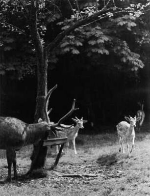 Moritzburg. Rehe und ein Hirsch im Wildgehege