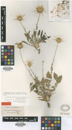Centaurea pubescens Willd. [syntype]