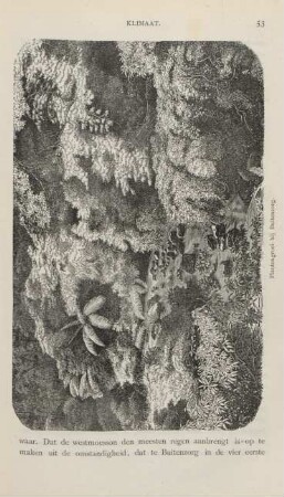 Plantengroei bij Buitenzorg
