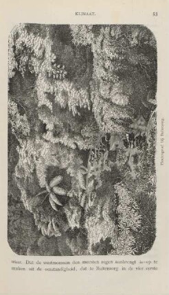 Plantengroei bij Buitenzorg
