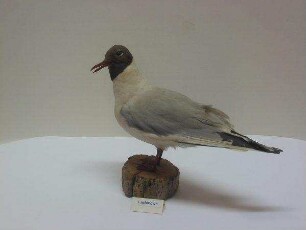 Lachmöwe