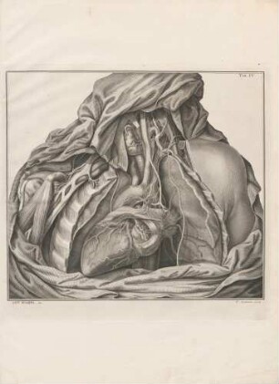 Die Nervi Cardiaci auf der linken Seite