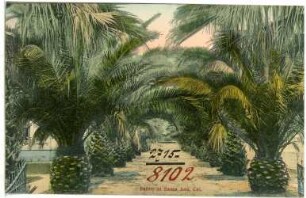 Santa Ana. Palms at Santa Ana, Cal.