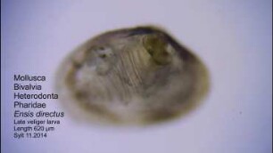 Ensis directus, late veliger larva Sylt 2014