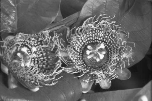 Blüte einer Passionsblume im Gewächshaus des Botanischen Gartens.