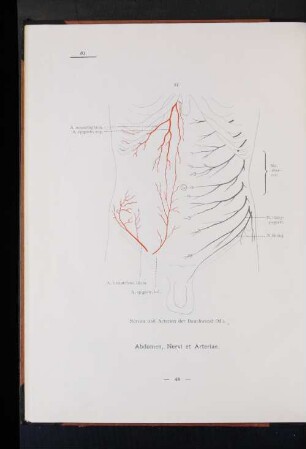 Abdomen, Nervi et Arteriae