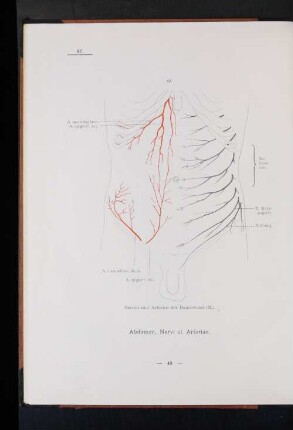 Abdomen, Nervi et Arteriae