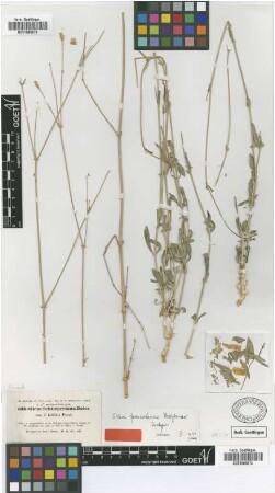 Silene schimperiana Boiss. var. Fenzl. latifolia