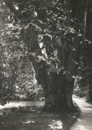 Elbtallandschaft. Pillnitz. Schloßpark. Platane
