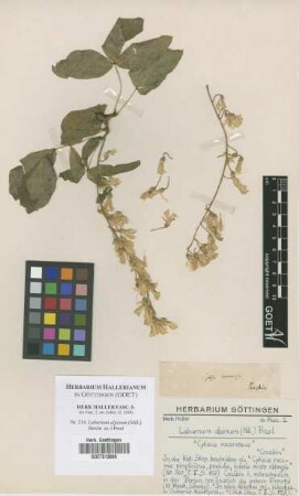 Laburnum alpinum (Mill.) Bercht. ex J.Presl