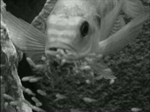 Tilapia nilotica (Cichlidae) - Brutpflege