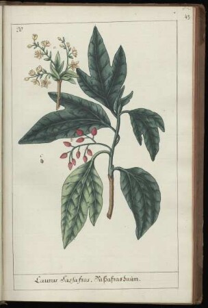 20. Laurus Sassafra. Saßafrasbaum