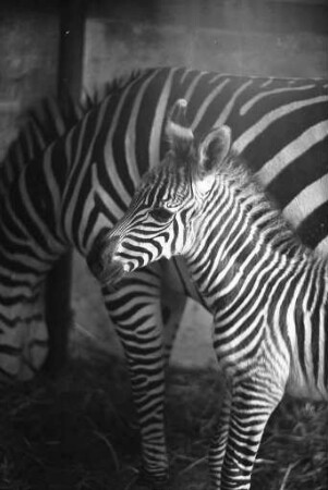 Nachwuchs bei den Zebras im Karlsruher Zoo.