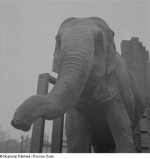 Elefant im Zoo