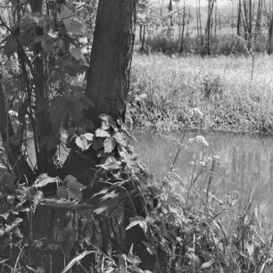 Landschaftsbild. Uferpflanzen. : Wobraz krajiny. Brjohowe rostliny.