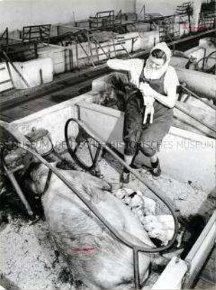 Tierpflegerin der LPG Semlow kümmert sich im Sauenanbindestalll um ein Ferkel