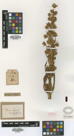 Frasera speciosa Douglas ex Griseb. [type]