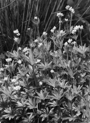 Waldmeister (Galium odoratum), Pflanzenart aus der Gattung der Labkräuter (Galium)