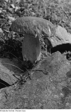 Pilz