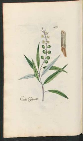 479. Croton Cascarilla