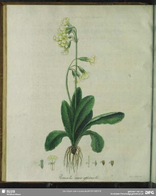Zu Tabula XI. Primula Veris Officinalis. Wohlriechende Schlüsselblume