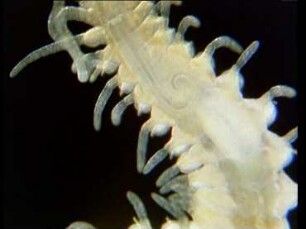Stolonisation and Mating Behaviour of Autolytus prolifer (Polychaeta)