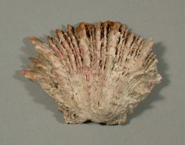 Spondylus shell