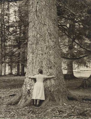 Bayerischer Wald. Riesentanne im Naturschutzgebiet am Zwiesler Waldhaus bei Bayerisch Eisenstein (etwa 400 Jahre alt, Umfang ca. 4,5 Meter, Größe ca. 45 Meter). Eine Frau misst den Umfang des Stammes