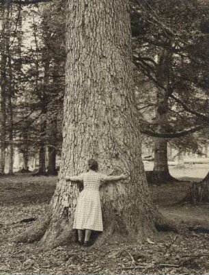 Bayerischer Wald. Riesentanne im Naturschutzgebiet am Zwiesler Waldhaus bei Bayerisch Eisenstein (etwa 400 Jahre alt, Umfang ca. 4,5 Meter, Größe ca. 45 Meter). Eine Frau misst den Umfang des Stammes