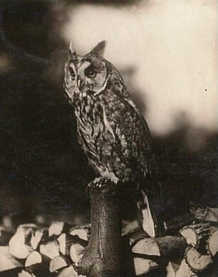 Waldohreule (Asio otus L.), gefangener Vogel.