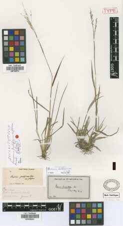 Panicum hirsutum Sw.