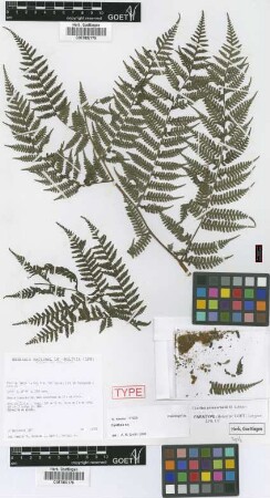 Cyathea arnecornelii Lehnert [paratype]