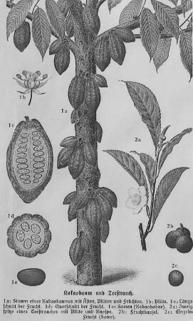 Kakaobaum mit Früchten; Blüte und Frucht, Schnitte : Geographie | Wirtschaftsgeographie | Zucker-, Gewürz- und Getränke liefernde Pflanzen | Getränke liefernde Pflanzen, Wein, Palmwein, Kaffee, Kakao, Tee
