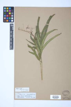 Selaginella subarborescens Hook.